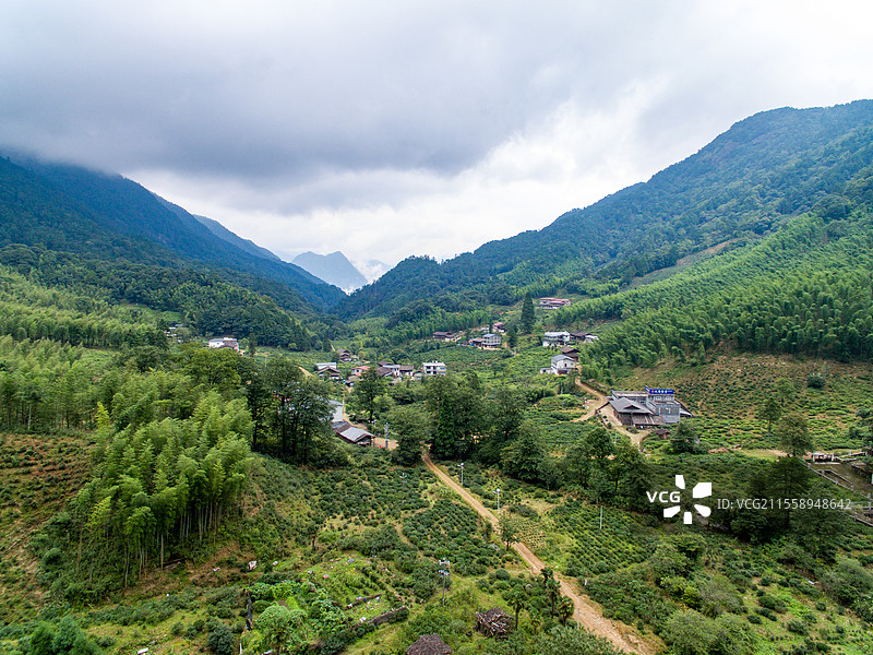 航拍武夷山桐木麻粟村云雾中的正山小种老枞红茶山场森林茶园图片素材