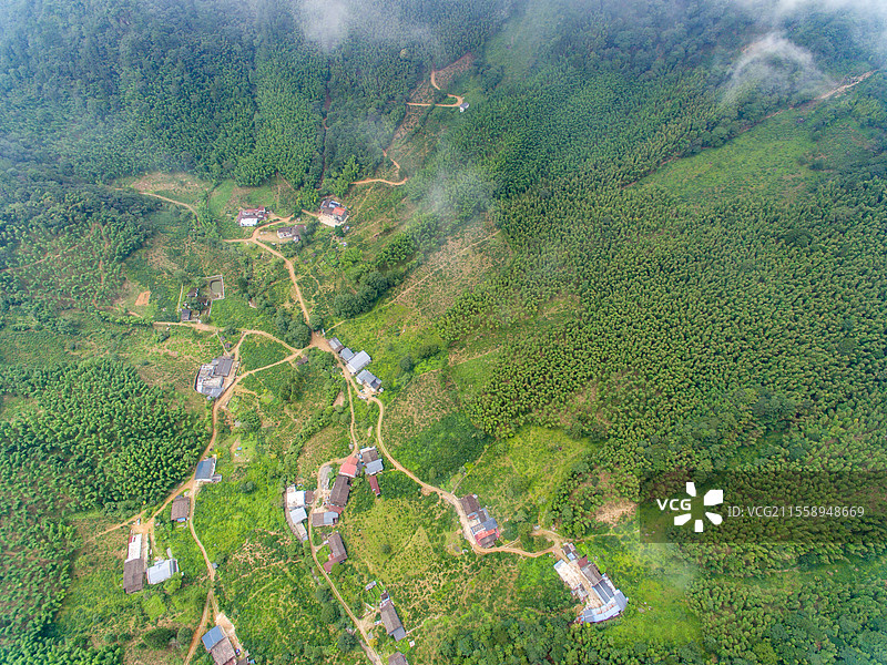 航拍武夷山桐木麻粟村云雾中的正山小种老枞红茶山场森林茶园图片素材
