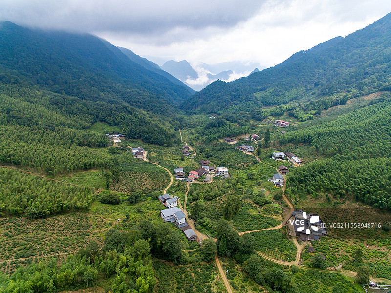 航拍武夷山桐木麻粟村云雾中的正山小种老枞红茶山场森林茶园图片素材