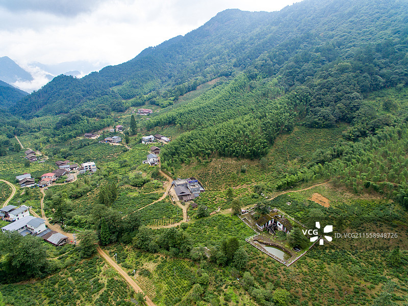 航拍武夷山桐木麻粟村云雾中的正山小种老枞红茶山场森林茶园图片素材