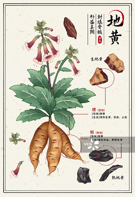中国传统文化中医养生中草药药材医疗用品之地黄图片素材