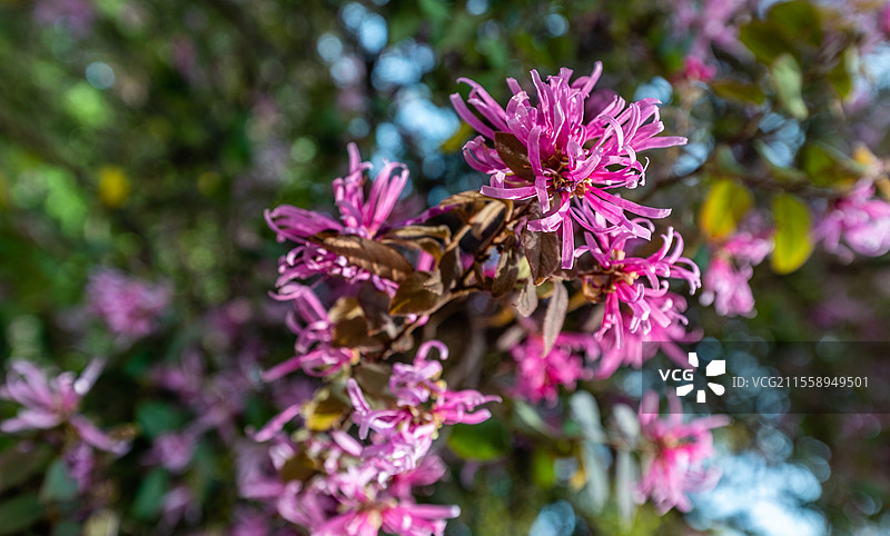 湖南春天4月紫红色红花檵木绽放图片素材