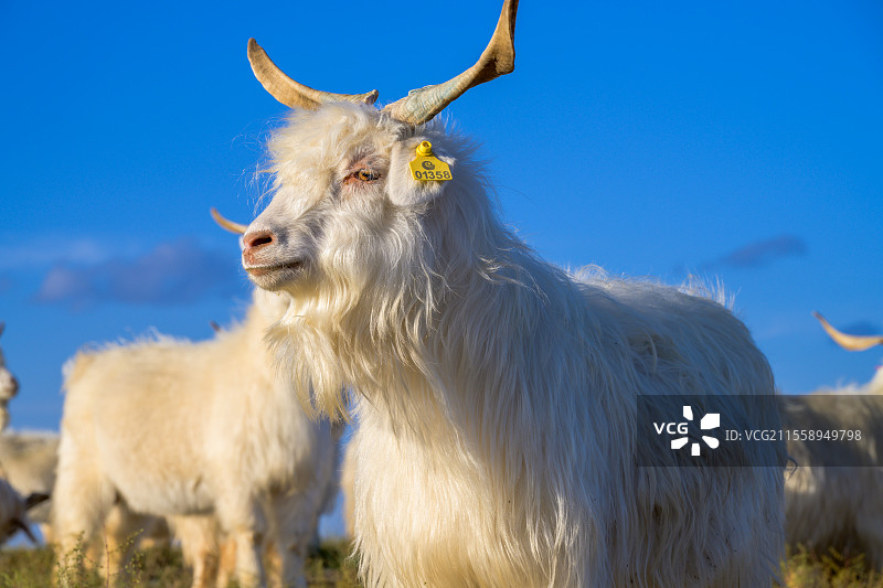 阿尔巴斯绒山羊是产自鄂尔多斯荒漠草原的山羊品种，被列为中国20个优良品种之一，其羊绒被誉为“软黄金“图片素材