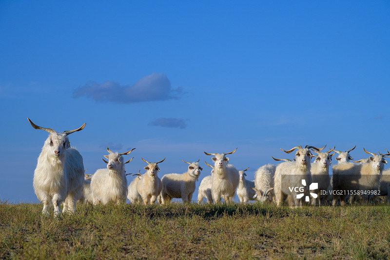 阿尔巴斯绒山羊是产自鄂尔多斯荒漠草原的山羊品种，被列为中国20个优良品种之一，其羊绒被誉为“软黄金“图片素材