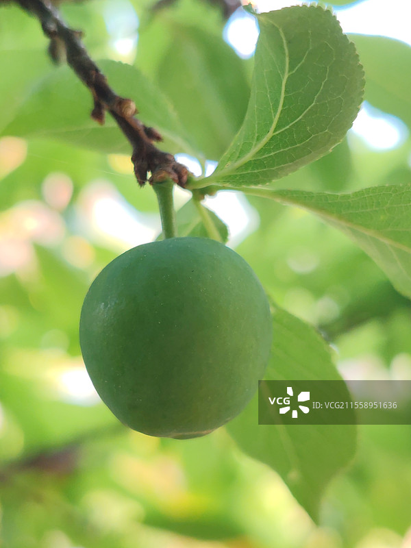 青涩的李子图片素材