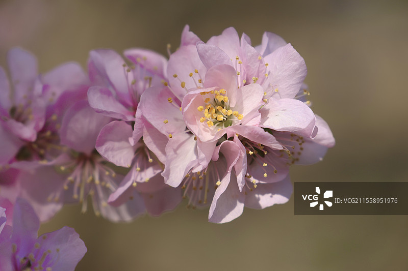北京京城梨园榆叶梅图片素材