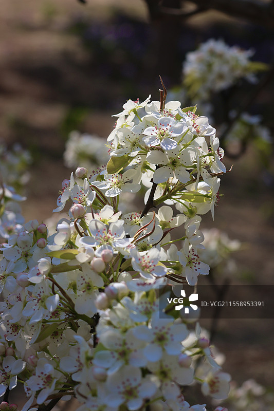 北京京城梨园白似雪的梨花图片素材