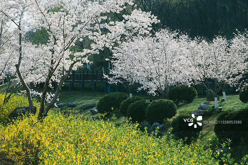 南京羊山公园盛开的樱花图片素材