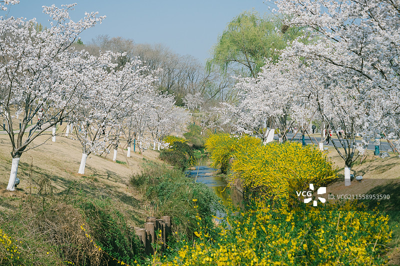 南京羊山公园盛开的樱花图片素材