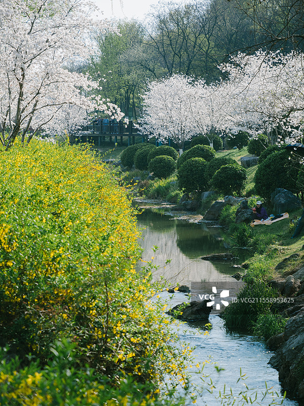 南京羊山公园盛开的樱花图片素材