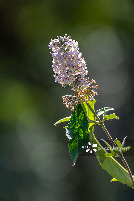 密蒙花图片素材