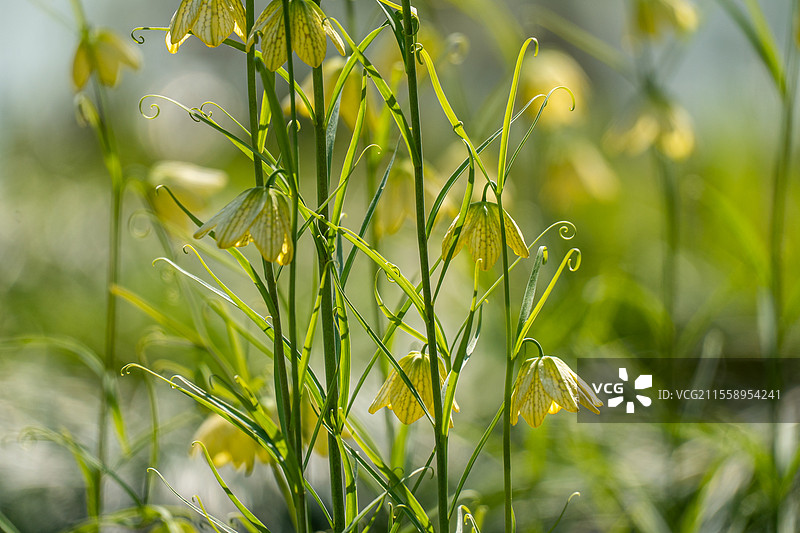 浙贝母图片素材