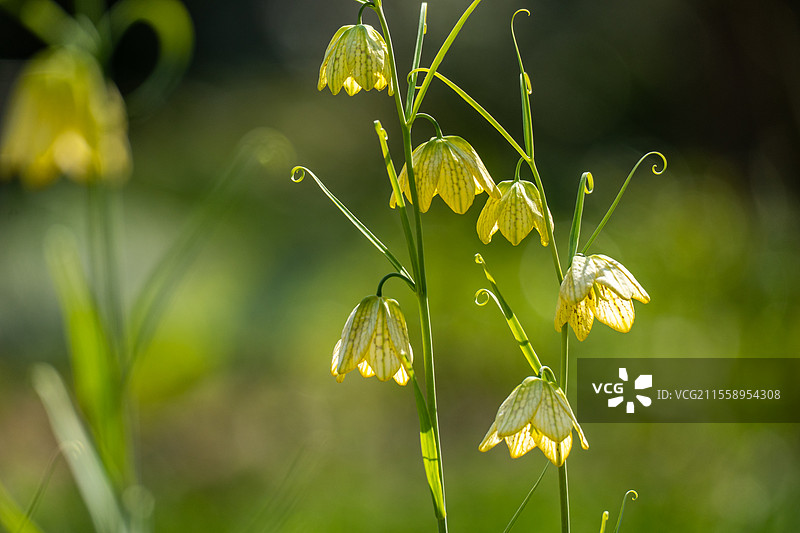 浙贝母图片素材