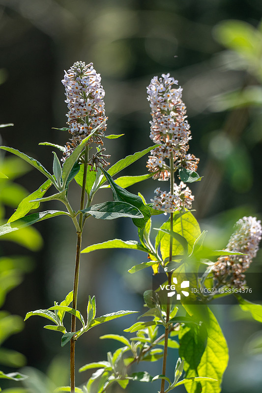 密蒙花图片素材