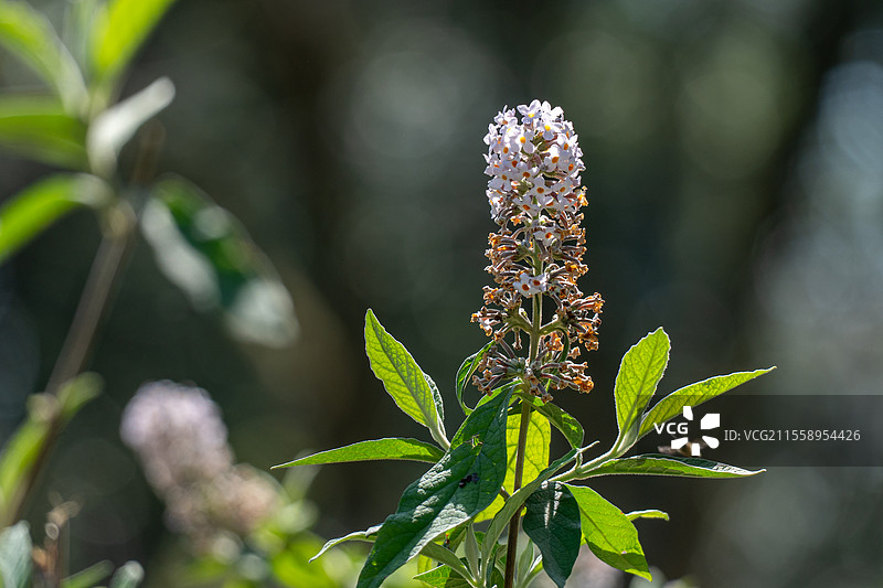 密蒙花图片素材