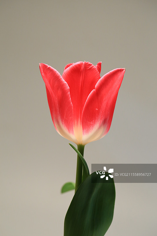 灰色背景一朵红色的郁金香，品种为孟菲斯图片素材