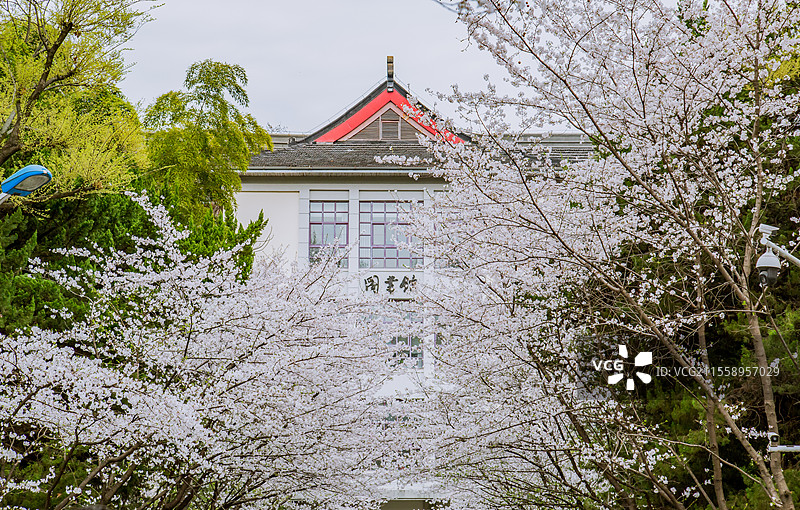 2025年3月南京林业大学樱花盛开图片素材