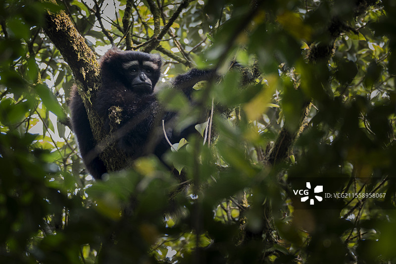 白眉长臂猿图片素材