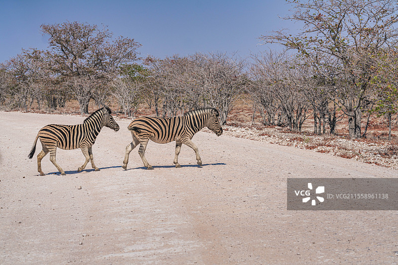 纳米比亚埃托沙自然保护区斑马图片素材