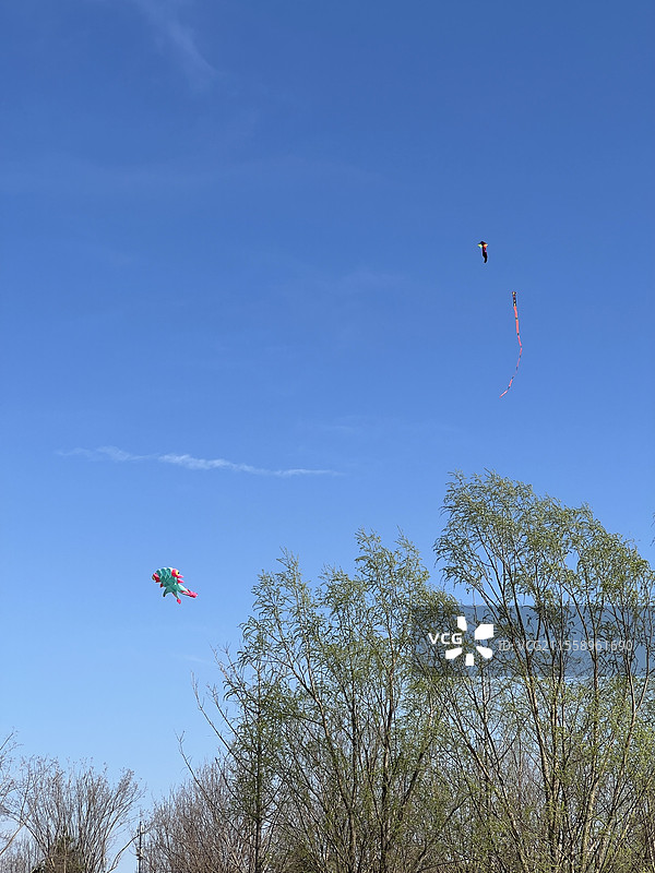 春天蓝天下飞翔的风筝图片素材