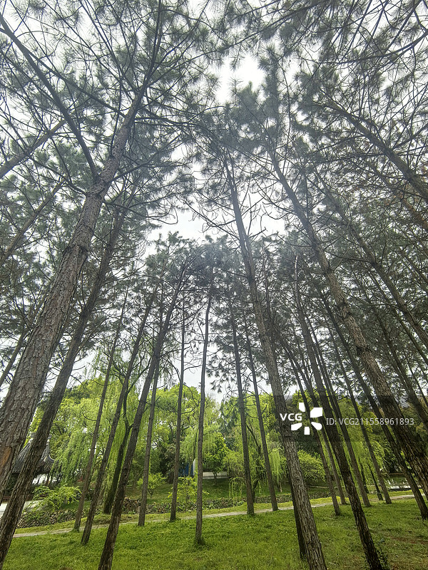 低视角仰视的大树（榕）图片素材