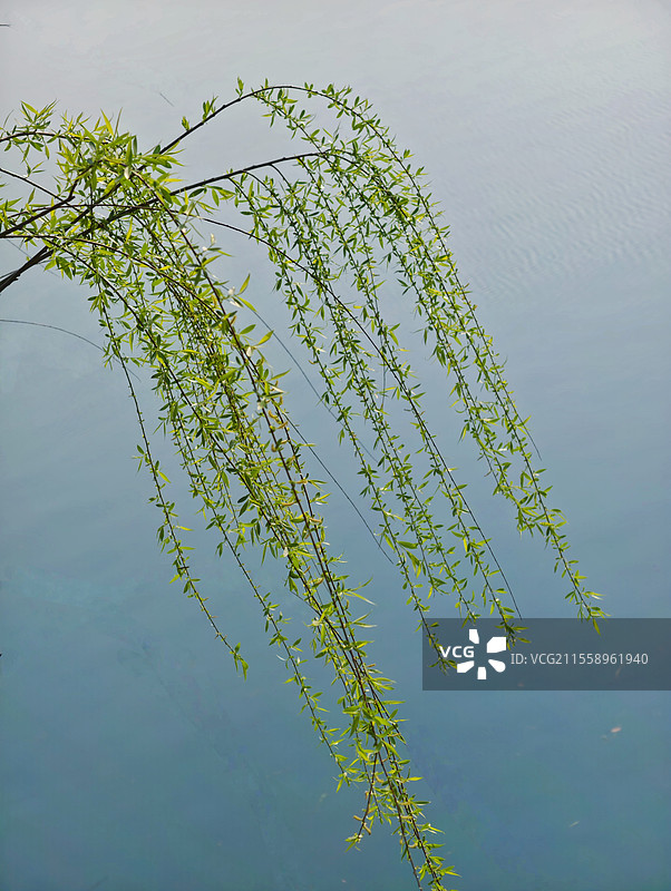垂柳碧玉妆成一树高，万条垂下绿丝绦。图片素材