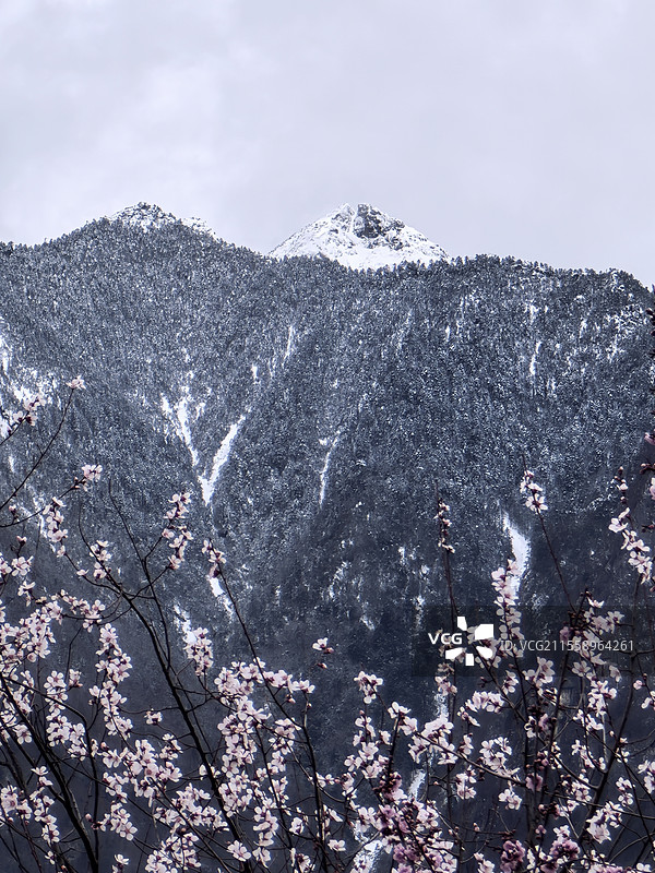 林芝巴宜区桃花（局部）图片素材