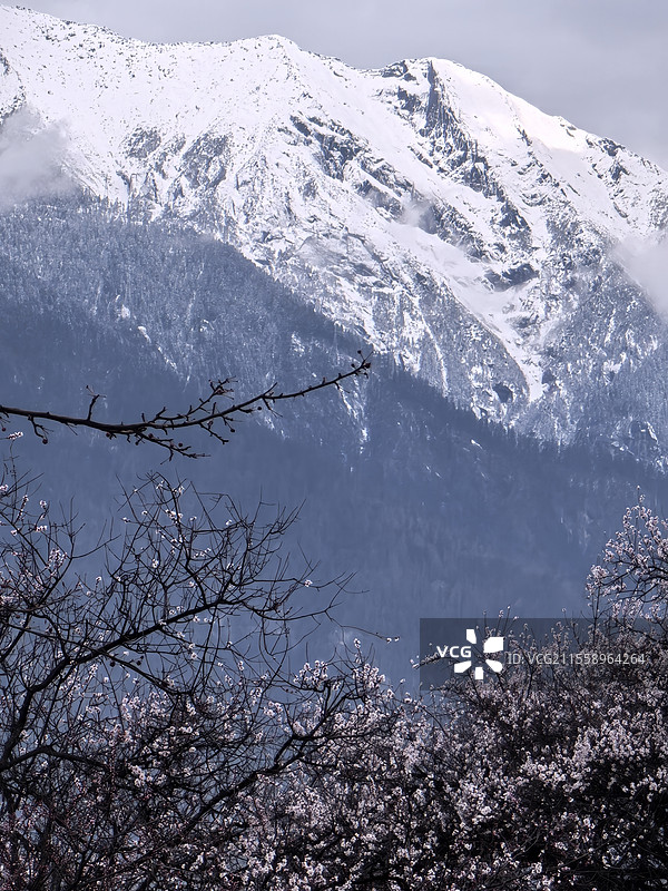 林芝巴宜区桃花（局部）图片素材