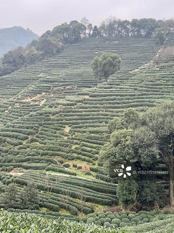 杭州西湖龙井村茶山图片素材
