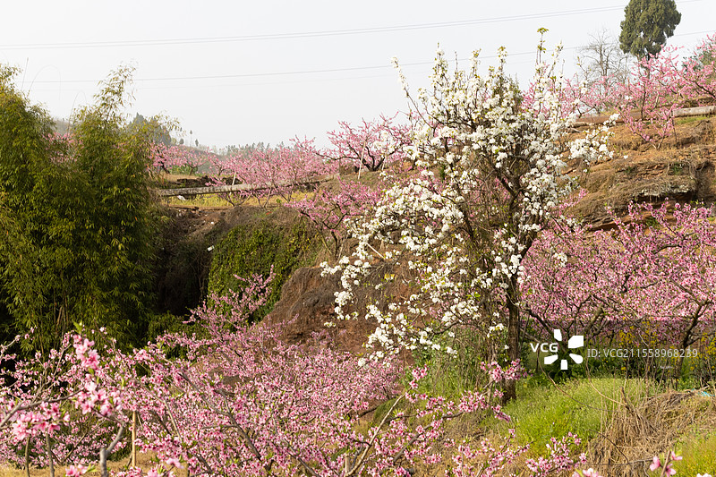 中国四川成都宝狮湖龙泉桃花绽放，大自然万物复苏生长季节，繁花似锦美不胜收，户外田野耕地种植美景图片素材