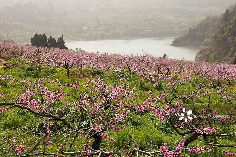 中国四川成都宝狮湖龙泉桃花绽放，大自然万物复苏生长季节，繁花似锦美不胜收，户外田野耕地种植美景图片素材