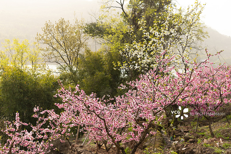 中国四川成都宝狮湖龙泉桃花绽放，大自然万物复苏生长季节，繁花似锦美不胜收，户外田野耕地种植美景图片素材
