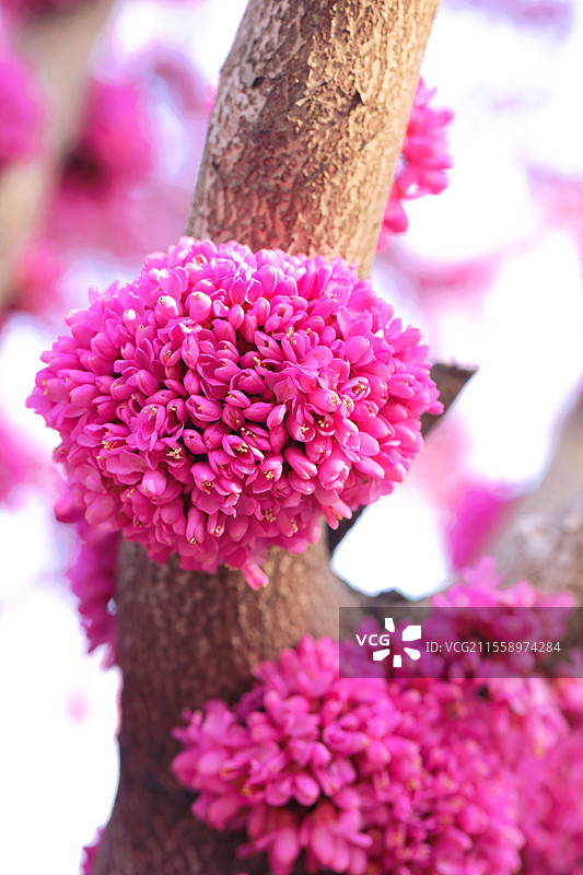 紫荆花图片素材