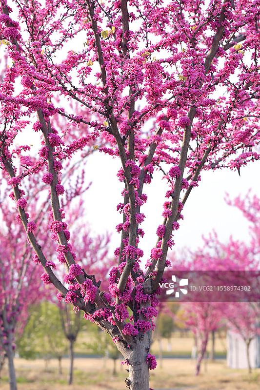 紫荆花图片素材