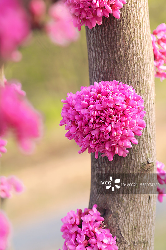 紫荆花图片素材