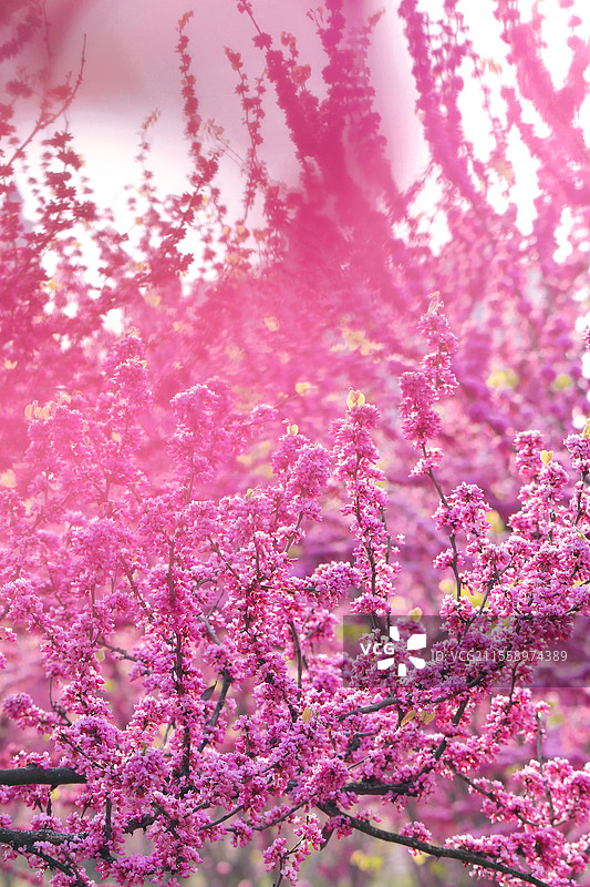 紫荆花图片素材