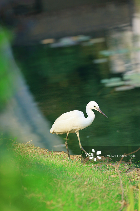 吴文化公园西高山无锡延安精神学习天地白鹭图片素材