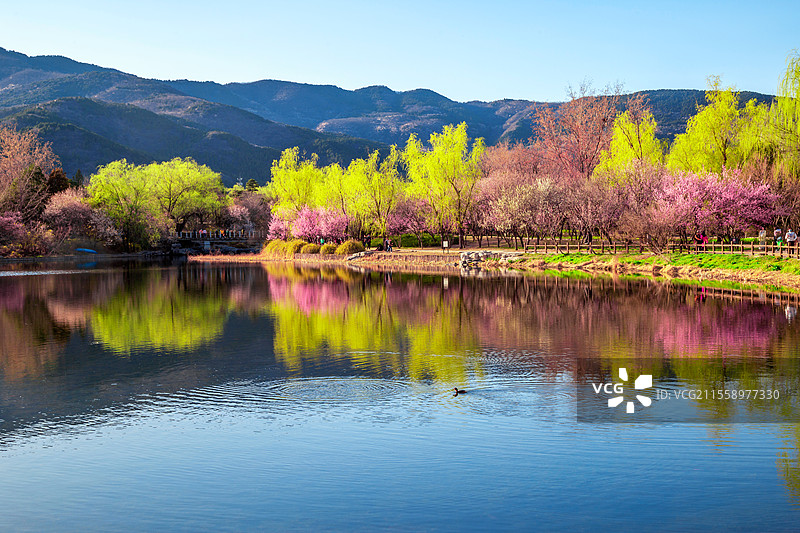 北京国家植物园春天桃红柳绿山水相映图片素材