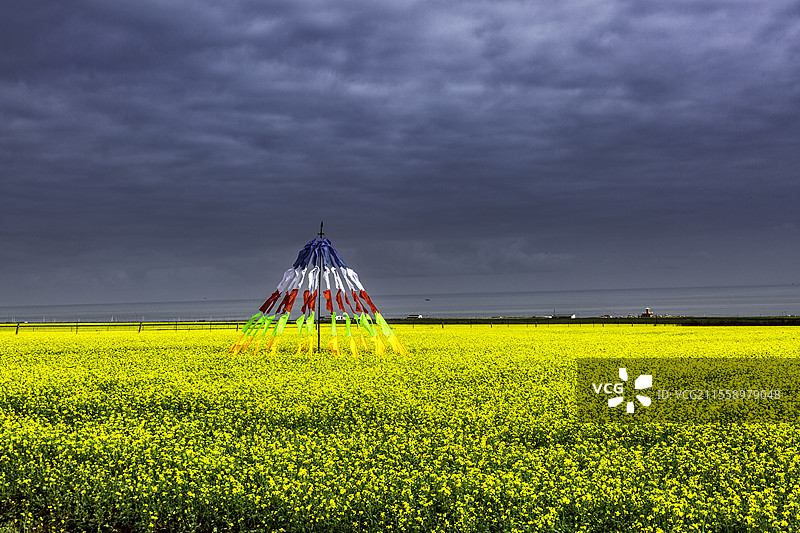 青海湖二郎剑景区油菜花田图片素材