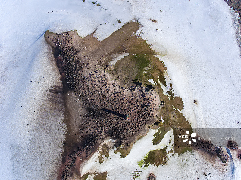 南极夏季，俯瞰阿德利岛上的企鹅繁殖地图片素材