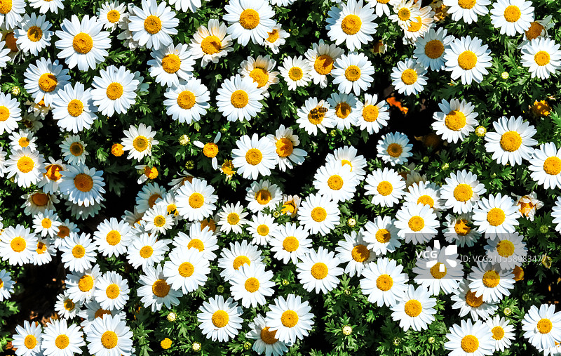 正午的大滨菊图片素材