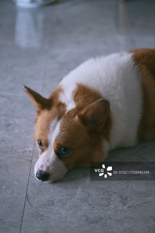 小狗能有什么烦恼呢图片素材