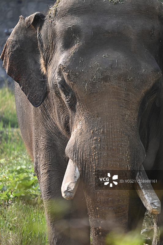 秦岭野生动物园动物图片素材