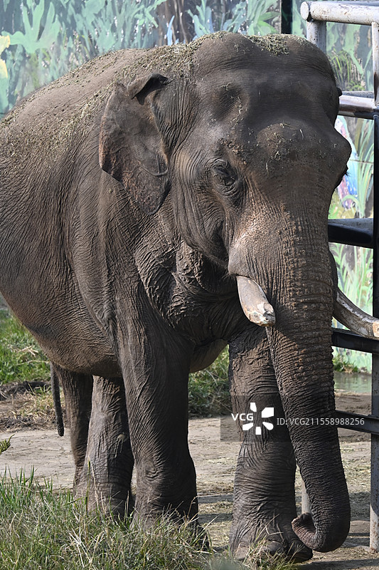 秦岭野生动物园动物图片素材