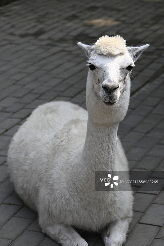 秦岭野生动物园动物图片素材