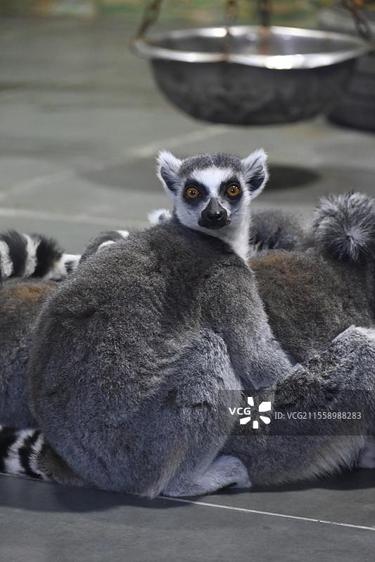 秦岭野生动物园动物图片素材