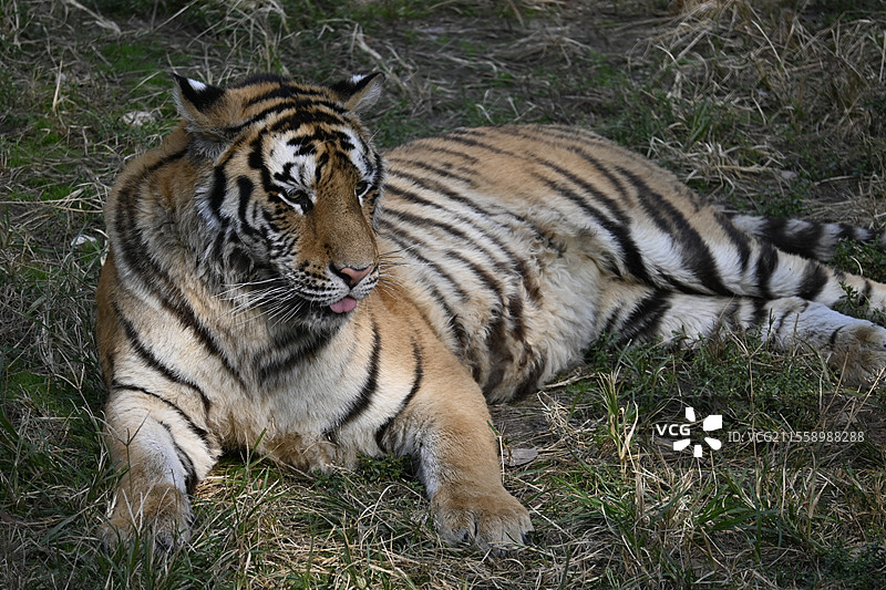 秦岭野生动物园动物图片素材