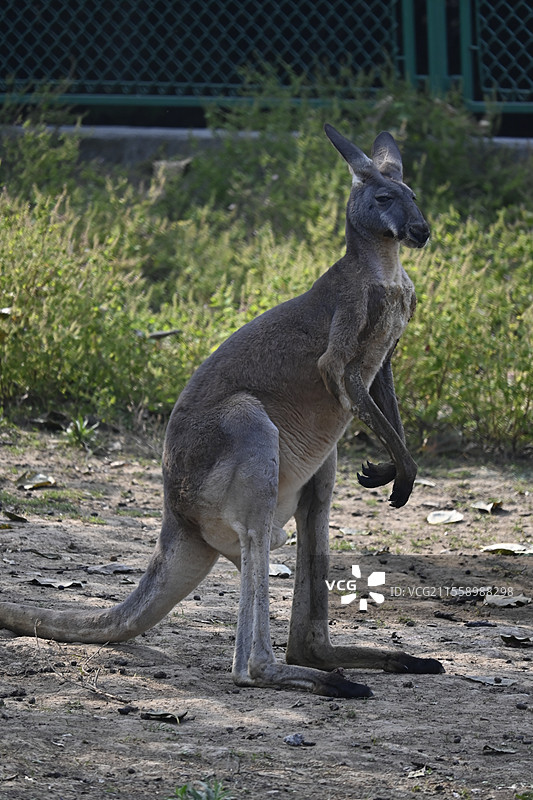 秦岭野生动物园动物图片素材