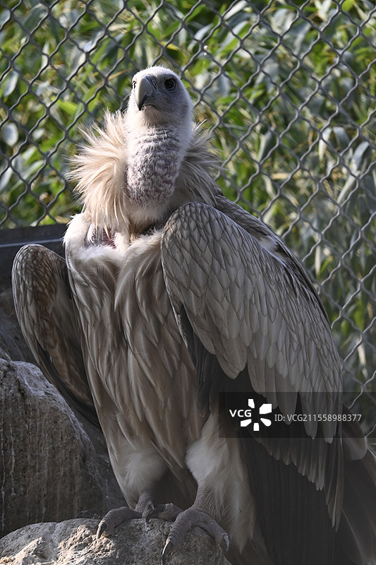 秦岭野生动物园动物图片素材