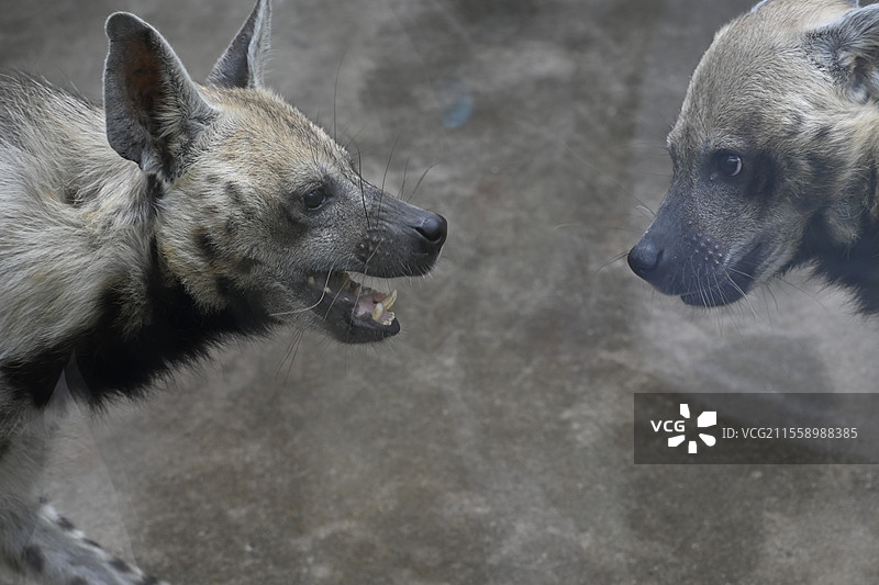 秦岭野生动物园动物图片素材